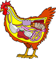 chicken anatomy vector illustration isolated on white background