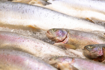 Freshly caught fish displayed on ice at a local market in the afternoon