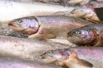 Freshly caught fish displayed on ice at a market