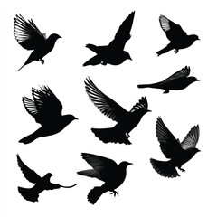 Fototapeta premium birds flying silhouette set, Black & White silhouette set