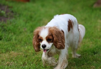 Close-up of a playful Cavalier King Charles Spaniel with tongue out, strolling through a grassy...