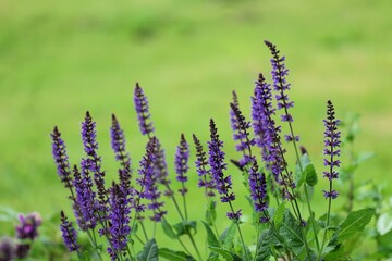 Close-up of vibrant purple salvia flower spikes blooming in a green garden with soft blurred background, captured on a sunny summer day.