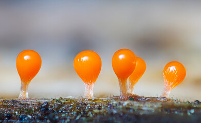 Orange slime mold - Trichia decipiens, it's a small protist organism
