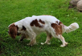 Side view of a tricolor Cavalier King Charles Spaniel walking and sniffing the grass in a green...