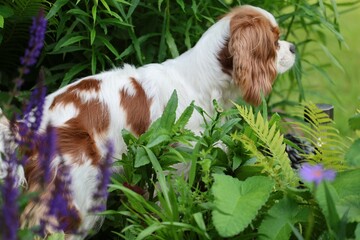 Adorable Cavalier King Charles Spaniel partially hidden in lush green garden plants and flowers,...