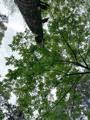  Perspectiva ascendente de un árbol rodeado de hojas verdes en un bosque