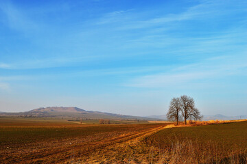 Solitary Tree Standing in Bare Brown Winter Fields Beneath Blue Sky