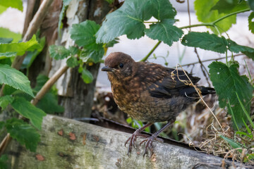 A Common Blackbird chick (Turdus merula) sits on a wooden board on a sunny summer day.