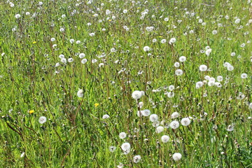 Summer field with faded dandelions.