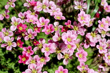 Fototapeta premium Beautiful chrysanthemum flowers grow in the flowerbed. 