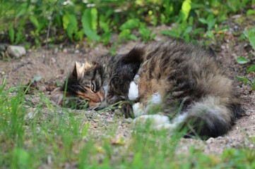 A long-haired tabby cat lies curled up and relaxed on the ground, surrounded by grass and greenery,...