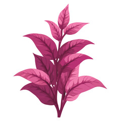 Flat 2D Amaranth illustration, vector graphic in icon style, on white background