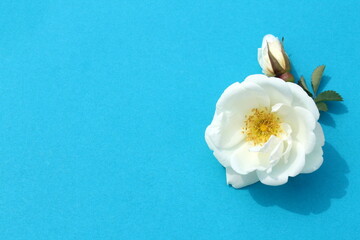 White buds of wild rose flowers lie on a blue background.
