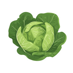 Cabbage, flat style 2D vector image, isolated on a white background