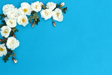 White buds of wild rose flowers lie on a blue background.