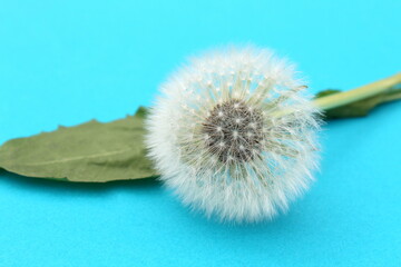 Faded dandelion flowers lie on a blue background.