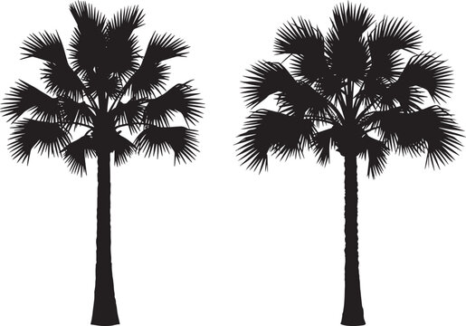 Palmetto Tree Tropical Plant Silhouette vector illustration