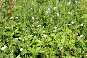 A meadow in spring with blooming wild strawberries.