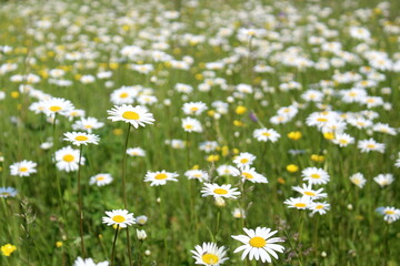 Summer meadow with blooming daisies on a sunny day
