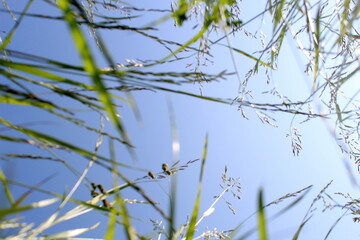Tall grass grows against the blue sky.