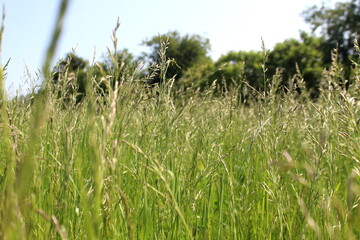 Tall green grass grows in a meadow on a sunny summer day.