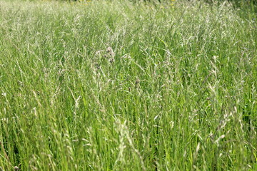Tall green grass grows in a meadow on a sunny summer day.