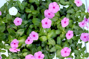 Background of purple catharanthus flowers with green leaves.