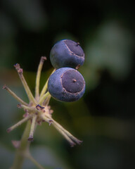 blueberries on a branch