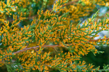Beautiful bright yellow-orange flowers on the tips of the branches of evergreen thuja trees during...