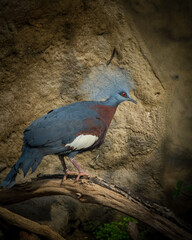 Exotic bird on a branch
