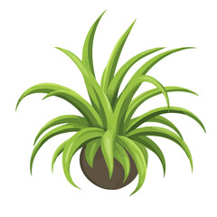 Air Plant, flat style 2D vector image, isolated on a white background