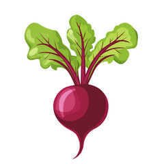 Beetroot, flat style 2D vector image, isolated on a white background