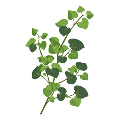 Obraz premium Minimal flat vector of a Creeping Fig, 2D icon-style illustration on white background