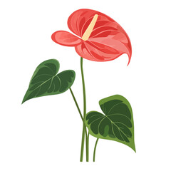 Anthurium, flat style 2D vector image, isolated on a white background