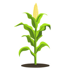 Minimal flat vector of a Corn Plant, 2D icon-style illustration on white background