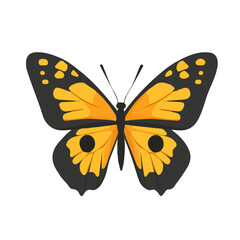 Butterfly, flat style 2D vector image, isolated on a white background