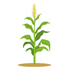 Flat 2D Corn Plant illustration, vector graphic in icon style, on white background