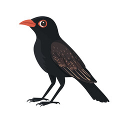 Minimal flat vector of a Bowerbird, 2D icon-style illustration on white background
