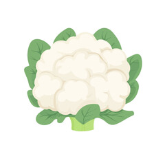 Flat 2D Cauliflower illustration, vector graphic in icon style, on white background