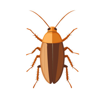 brown cockroach insect isolated white background clip art preview