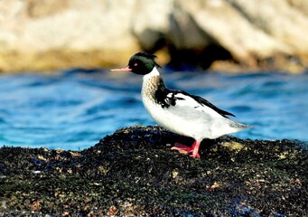 Male Red-breasted Merganser on a rock scanning for prey