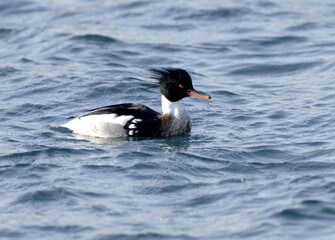 Red-breasted Merganser Male on Wavy Water