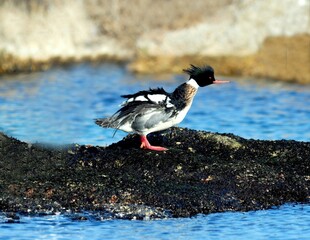Red-breasted Merganser Male - Displaying Black-and-White Plumage and Wing Stretching Behavior