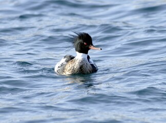 Red-breasted Merganser Male - Winter Migratory Bird on Korean Coast