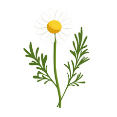 Minimal flat vector of a Chamomile Herb, 2D icon-style illustration on white background