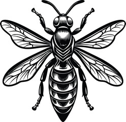 Detailed Illustration of a Wasp Black and White Vector Graphic