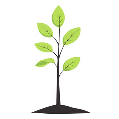 Flat 2D Balsa Sapling illustration, vector graphic in icon style, on white background