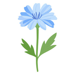 Flat 2D Chicory illustration, vector graphic in icon style, on white background
