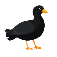 Flat 2D Coot illustration, vector graphic in icon style, on white background