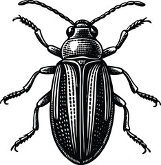 Detailed Illustration of a Click Beetle Entomology Art, Insect Drawing, Detailed Bug Vector Graphic